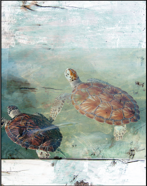 Cayman Turtles Canvas