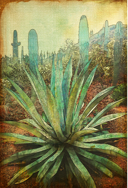 "Agave I" Canvas