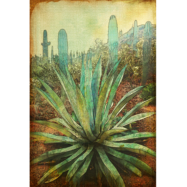 AZ Agave Cactus