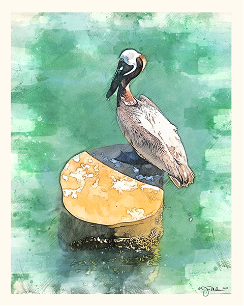 St. Pete Pelican Canvas