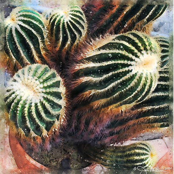 Parodia Ball Cactus Canvas