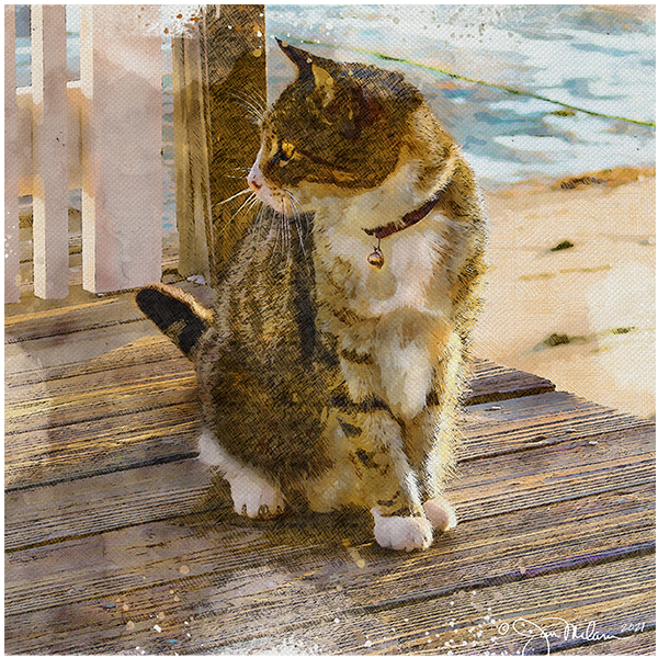 Beach Kitty Canvas