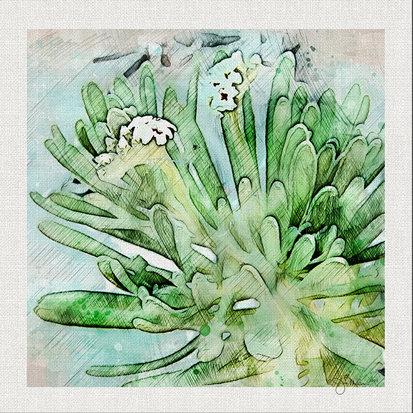 Succulent 1 Canvas