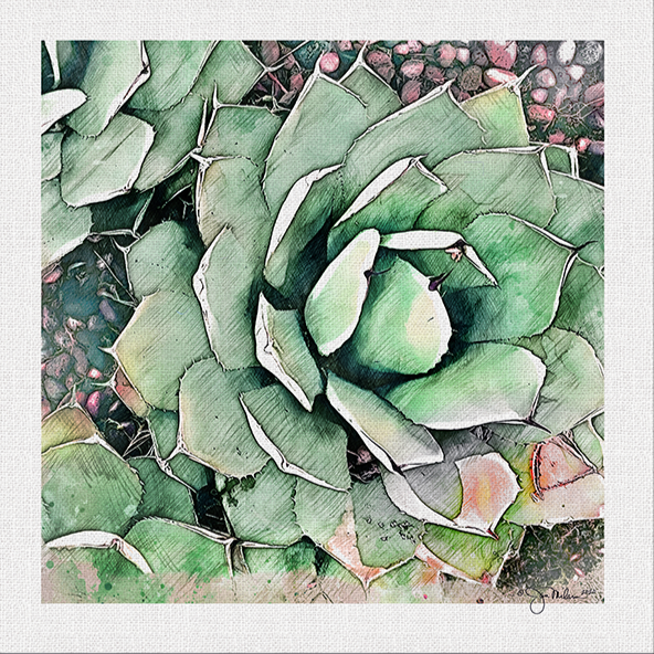 Succulent 2 Canvas