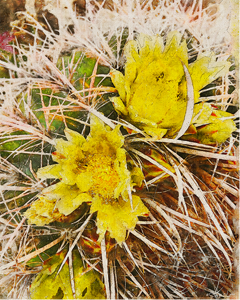 Cactus Flowers 2 Canvas