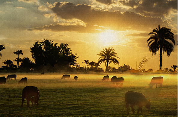 Lakewood Ranch Sunset Canvas