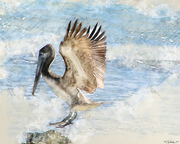 Landing Pelican Canvas