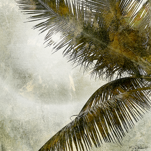 Palm Halo 1 Canvas