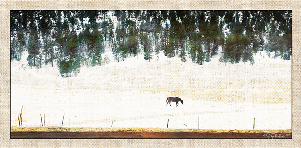 Rocky Mountain Horse Canvas