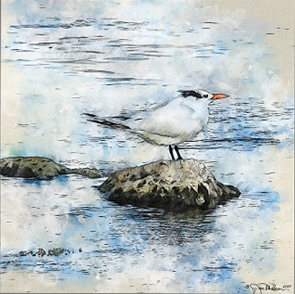 Seabird Canvas