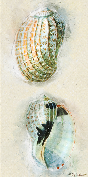 Shell Study 1 Watercolor Canvas