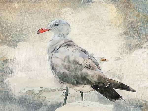 Sketched Seagull Canvas