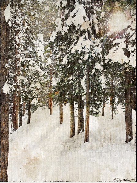 Snowy Pines 1 Canvas