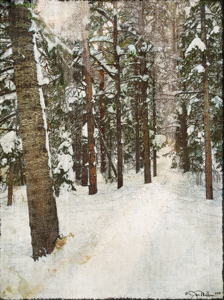 Snowy Pines 2 Canvas