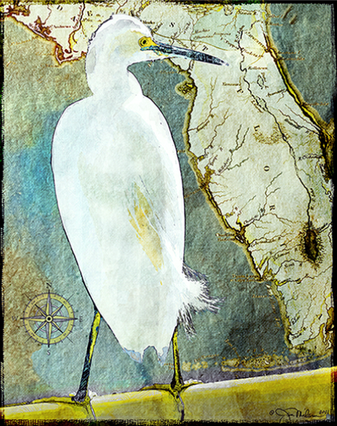 Snowy White Egret Canvas