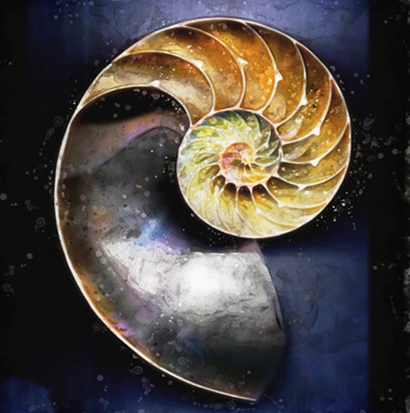 Spiral Shell 1