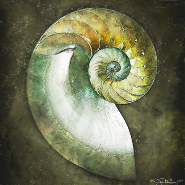 Spiral Shell 2 Canvas