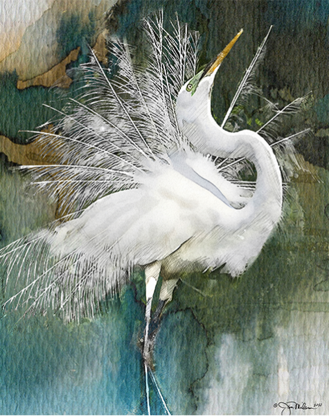 "Strike A Pose" Egret Canvas