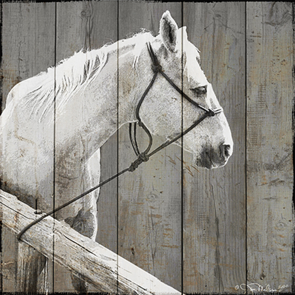 White Horse Canvas