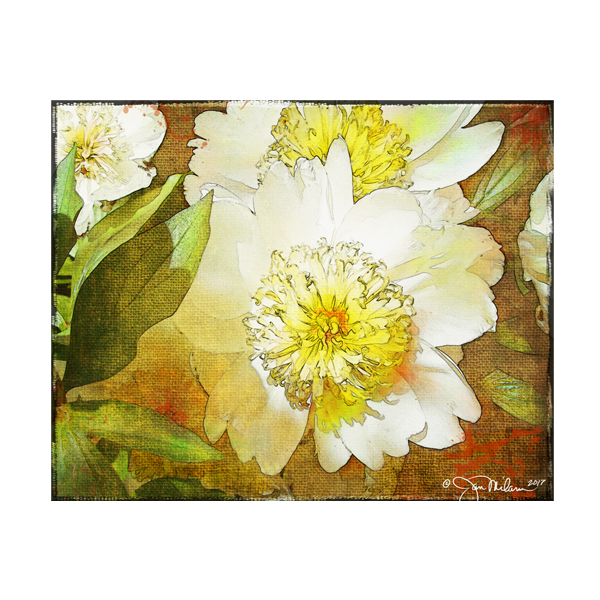 White Peony Canvas