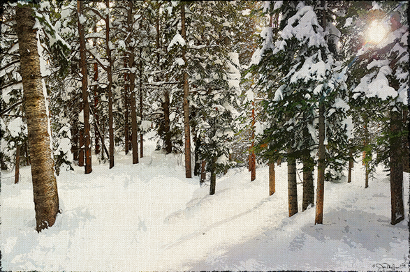 Winter Pines Canvas